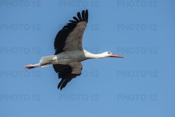 White stork (Ciconia ciconia), Memmingen, Bavaria, Germany