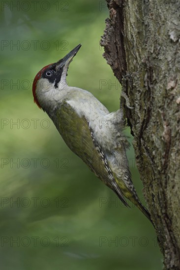 In the forest... Green woodpecker (Picus viridis) sits on a tree trunk in typical woodpecker