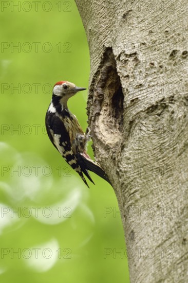 Delusions of grandeur... Middle spotted woodpecker (Leiopicus medius) sitting on an old beech tree,