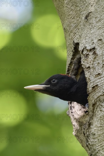 Widely developed... Black woodpecker (Dryocopus martius), young male black woodpecker stretches his