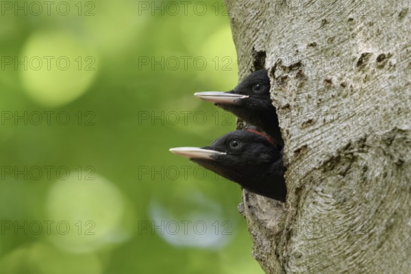 Double-decker... Black woodpecker (Dryocopus martius), juvenile, young black woodpeckers, male