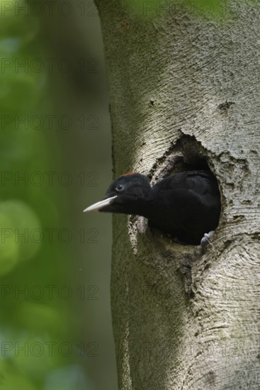 Black woodpecker (Dryocopus martius), juvenile, young male black woodpecker is already leaning far