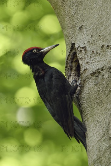 Black woodpecker (Dryocopus martius), adult male, at his breeding cavity in an old beech tree in