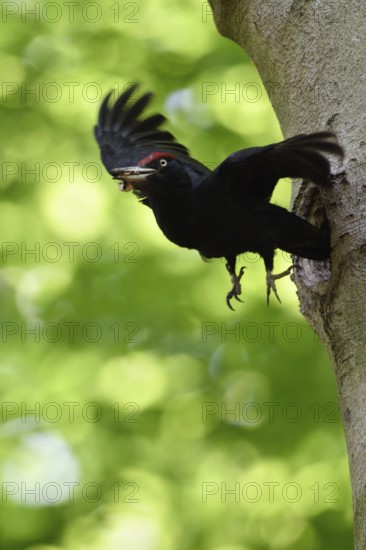 Black woodpecker (Dryocopus martius), adult male in flight, leaves its breeding cavity in an old