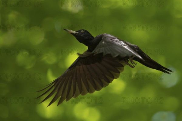 Black woodpecker (Dryocopus martius) adult female in flight through the forest, flying woodpecker,