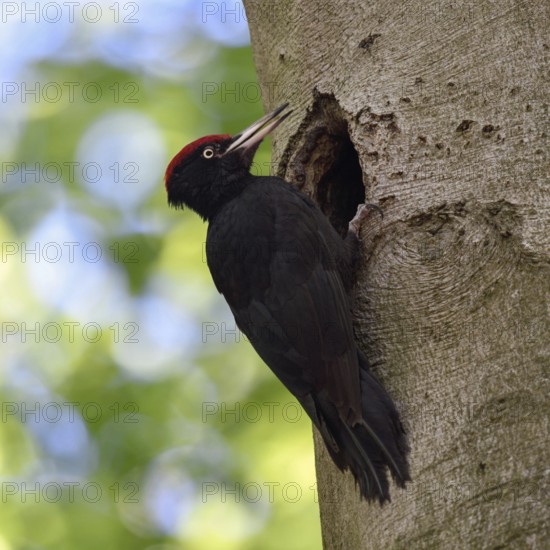 Black woodpecker (Dryocopus martius), adult male at his breeding den in an old beech tree in front