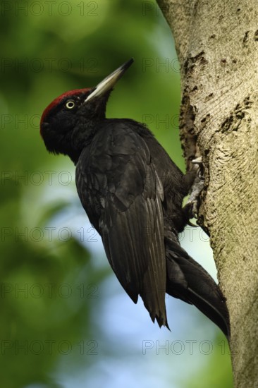 Black woodpecker (Dryocopus martius), adult male, at his breeding cavity in an old beech tree,