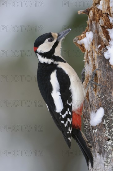 With bright red neck patch... Great spotted woodpecker (Dendrocopos major) in winter, almost
