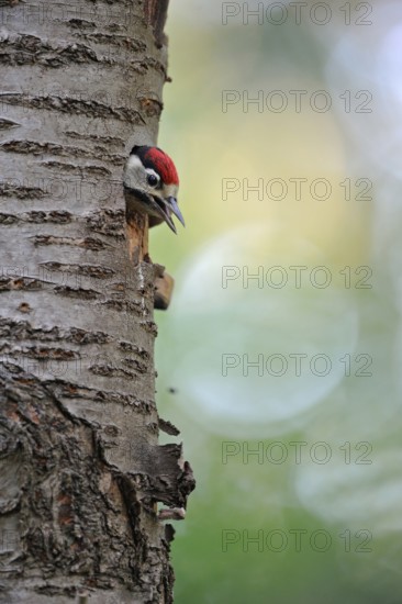 Young bird in front of the flight... Great spotted woodpecker (Dendrocopos major), young, almost