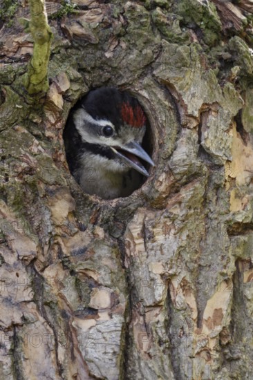 Loud begging calls... Great spotted woodpecker (Dendrocopos major), young woodpecker looks out of