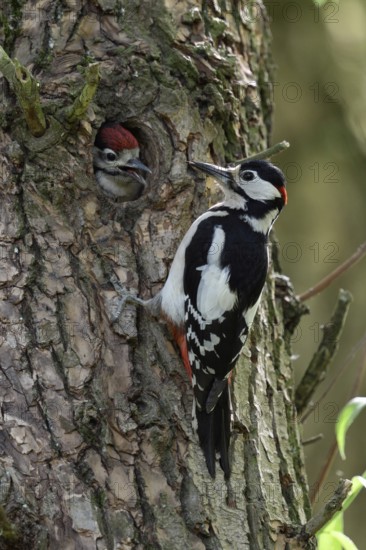 Father and son... Great spotted woodpecker (Dendrocopos major), almost fledged woodpecker young