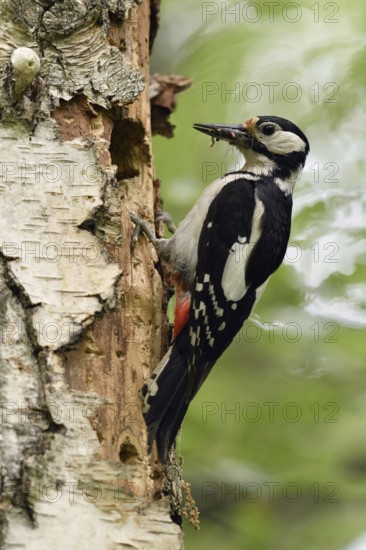 Beak full of goodies... Great spotted woodpecker (Dendrocopos major) comes to feed in its nesting