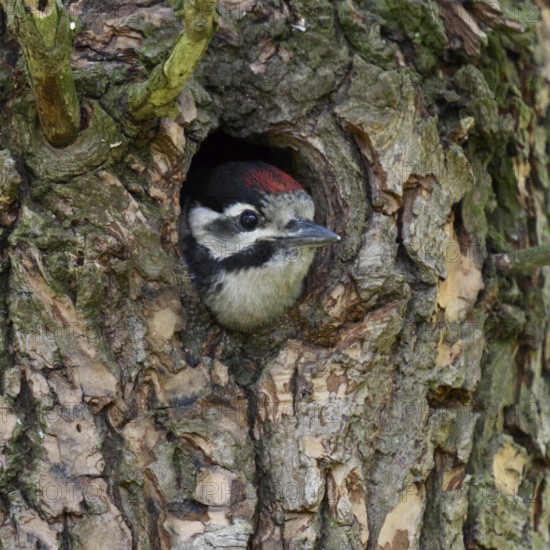 Great spotted woodpecker (Dendrocopos major), juvenile, almost fledged young bird waiting in its