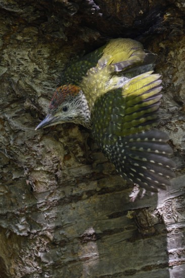 The moment of fledging... Green woodpecker (Picus viridis) fledging, young woodpecker leaves its