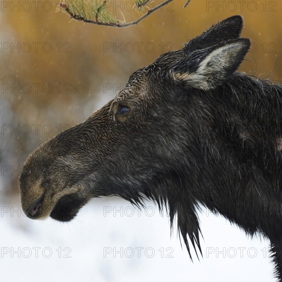 Moose (Alces alces), cow moose, head portrait of an adult female, on a rainy day in winter, soaked