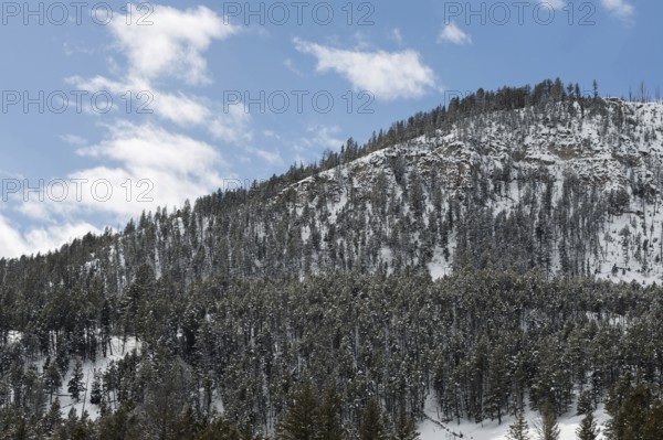 Mountain forest... Yellowstone National Park USA, typical landscape, highlands in winter with snow