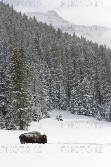 The bull from Abiathar Peak... American Bison (Bison bison) in the snowy mountains of Yellowstone