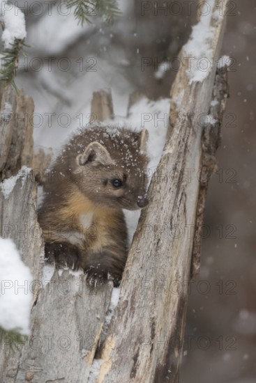 Cute young... Pine marten (Martes americana) in light snowfall, also known as spruce marten, looks