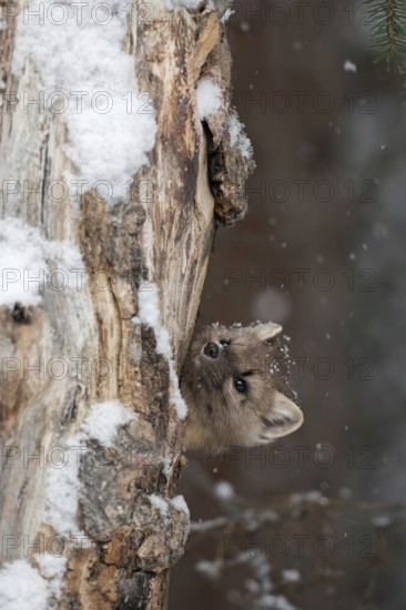 Curious... American pine marten (Martes americana) looks out of its den in a rotten tree in winter