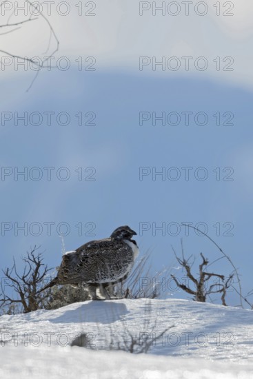 Mugwort grouse (Centrocercus urophasianus), male adult bird, mugwort cock, cock in winter in the