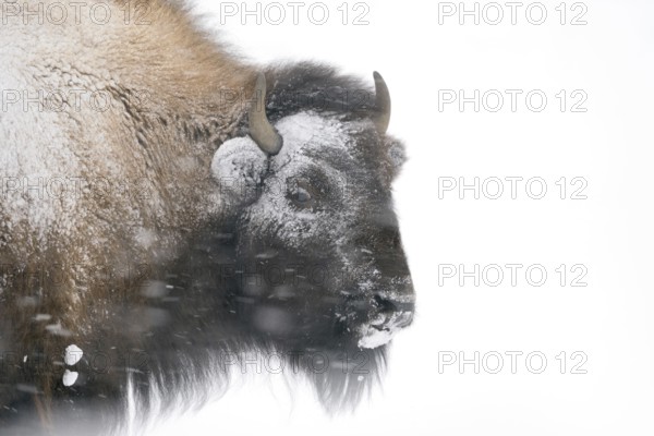 Storm-tested... American Bison (Bison bison) in a snowstorm, blizzard in Yellowstone National Park,