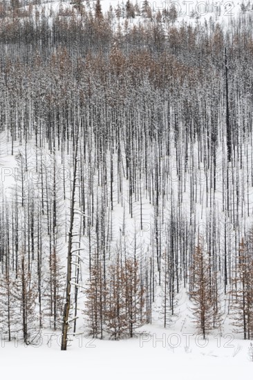 After the forest fire... Deadwood in Yellowstone National Park, charred tree skeletons, USA, view