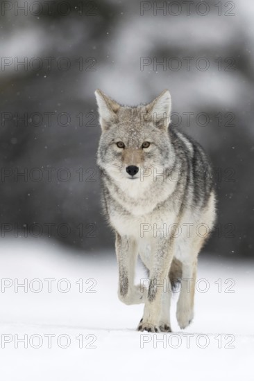 Coyote (Canis latrans), in winter, runs directly towards the camera in light snowfall, appealingly