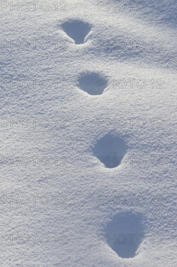 Fox, red fox (Vulpes vulpes), tracks in the snow, track, animal track, animal track, footsteps,