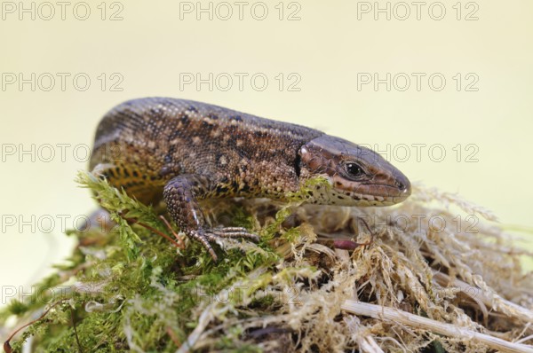 On the move... Wood lizard (Zootoca vivipara) sunbathing on a moss-covered tree stump, nature in