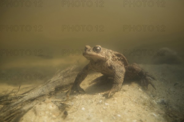 During the spawning season... Common toad (Bufo bufo) sitting on the bottom of a body of water,