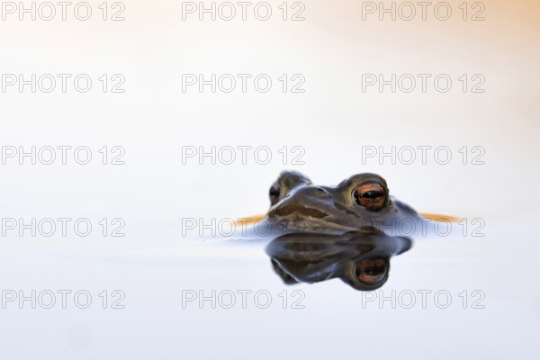 Waiting... Common toad (Bufo bufo) in spawning waters, waiting for a female ready to mate, typical