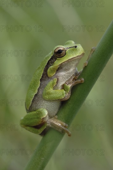 Yellow-green... European tree frog (Hyla arborea) resting in the reeds on a stem during the day,