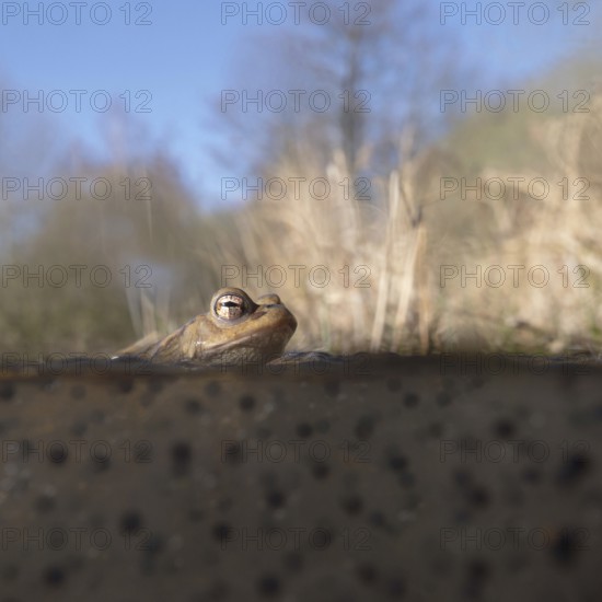 Spawning time... Common toad (Bufo bufo) in water, pond, sitting in a pond in early spring on