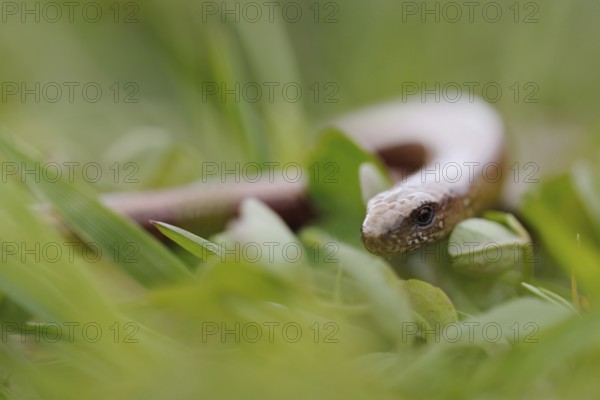On the move in the grass... Slow worm (Anguis fragilis) meandering through a meadow, slow worms are