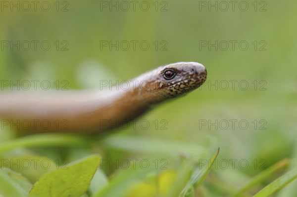 Out and about in the grass... Slow worm (Anguis fragilis), in some places common native reptile,