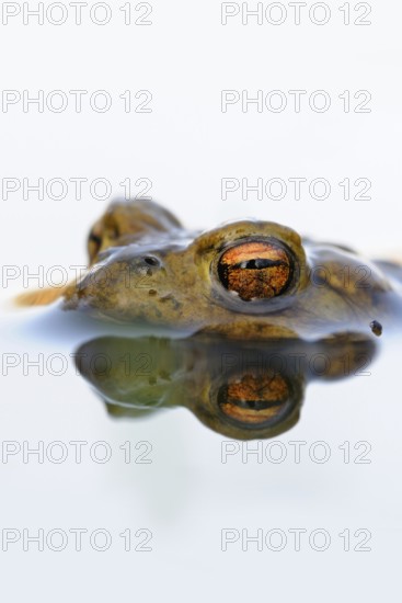 Toad eyes... Common toad (Bufo bufo), male toad waiting in spawning waters for a female ready to