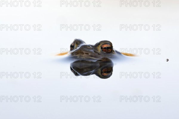 In spring... Common toad (Bufo bufo), male toad patiently waiting in spawning waters for a female