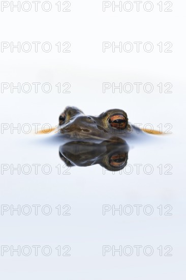 In spring... Common toad (Bufo bufo), male toad patiently waiting in spawning waters for a female