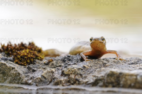 Amphibians in Germany... Pond newt (Lissotriton vulgaris), more common newt, newt species, in the
