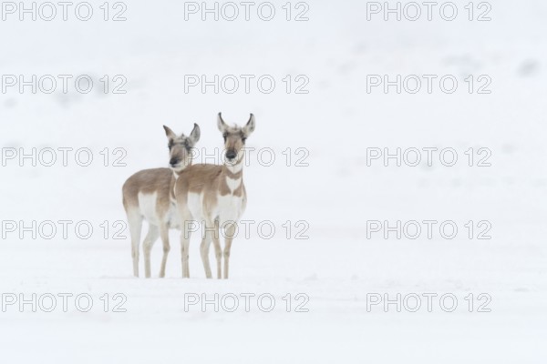 Pronghorn antelopes, pronghorn antelopes (Antilocapra americana), two females in winter in a