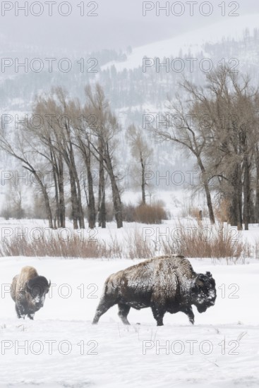 In the wide valley... American Bison (Bison bison) in winter, American Bison in the wide,