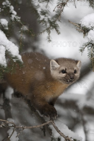 Pine marten (Martes americana) sits hidden in the branches of a conifer covered with snow in