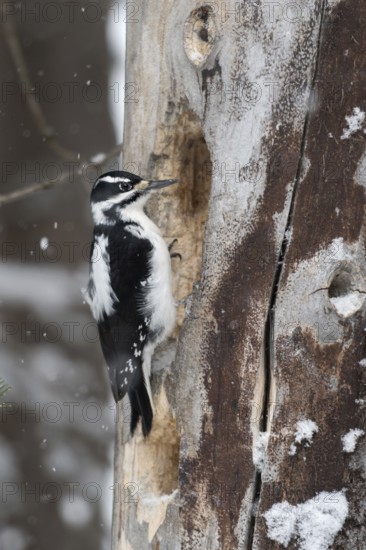 Building a cave... Hairy woodpecker (Picoides villosus), North American woodpecker species,