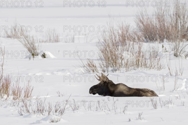 In the depths of winter... Moose (Alces alces), bull moose with shovel antlers lying on an open