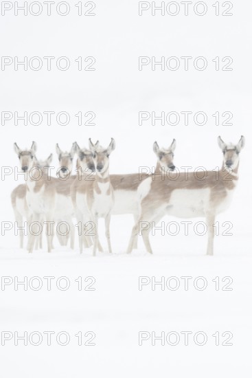 Pronghorn antelopes (Antilocapra americana), herd, group in winter in a snowstorm, extreme weather