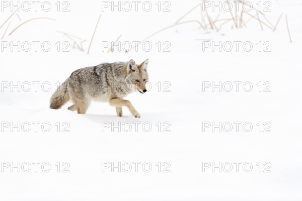 Coyote (Canis latrans) in winter, struggling through high snow, light snowfall, in beautiful