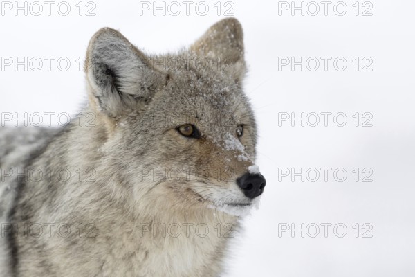 Coyote (Canis latrans), adult, in winter, attentively observing the snowfall, close-up, detailed,