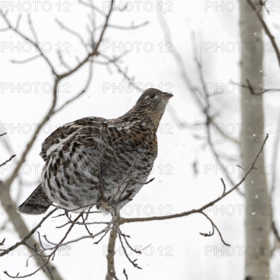 Ruffed grouse (Bonasa umbellus) in winter, sitting high in a tree on a thin branch in light