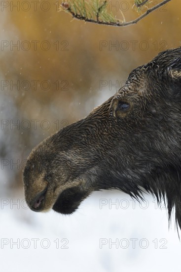 Moose (Alces alces), cow moose, head portrait of an adult female, on a rainy day in winter, soaked