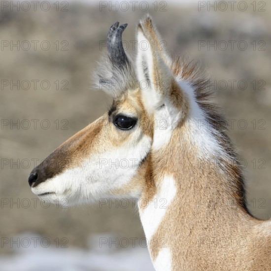 Pronghorn... Pronghorn (Antilocapra americana) pronghorn, pronghorn antelope or pronghorn antelope
